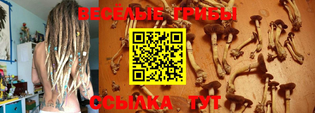 Псилоцибиновые грибы Cubensis Куйбышев